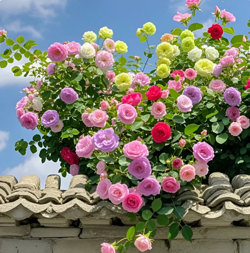 🪴𝗠𝗜𝗫𝗘𝗗 𝗖𝗢𝗟𝗢𝗥 𝗖𝗟𝗜𝗠𝗕𝗜𝗡𝗚 𝗥𝗢𝗦𝗘 𝗦𝗘𝗘𝗗𝗦 – 𝗘𝗟𝗘𝗚𝗔𝗡𝗧 & 𝗙𝗔𝗦𝗧 𝗚𝗥𝗢𝗪𝗜𝗡𝗚